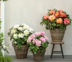Edel-Pfingstrose 'Bartzella'