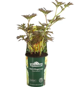 Edel-Pfingstrose 'Bartzella'