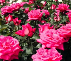 Edelrose 'Acapella®'