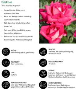 Edelrose 'Acapella®'