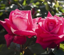 Edelrose 'Acapella®'