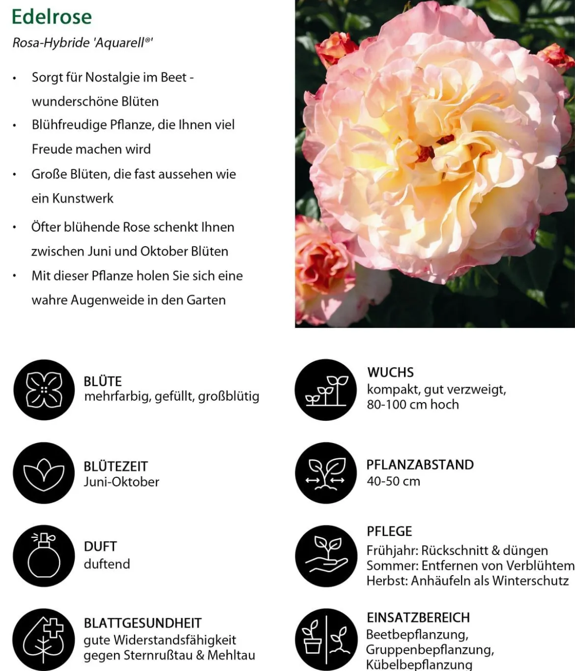 Edelrose 'Aquarell®'