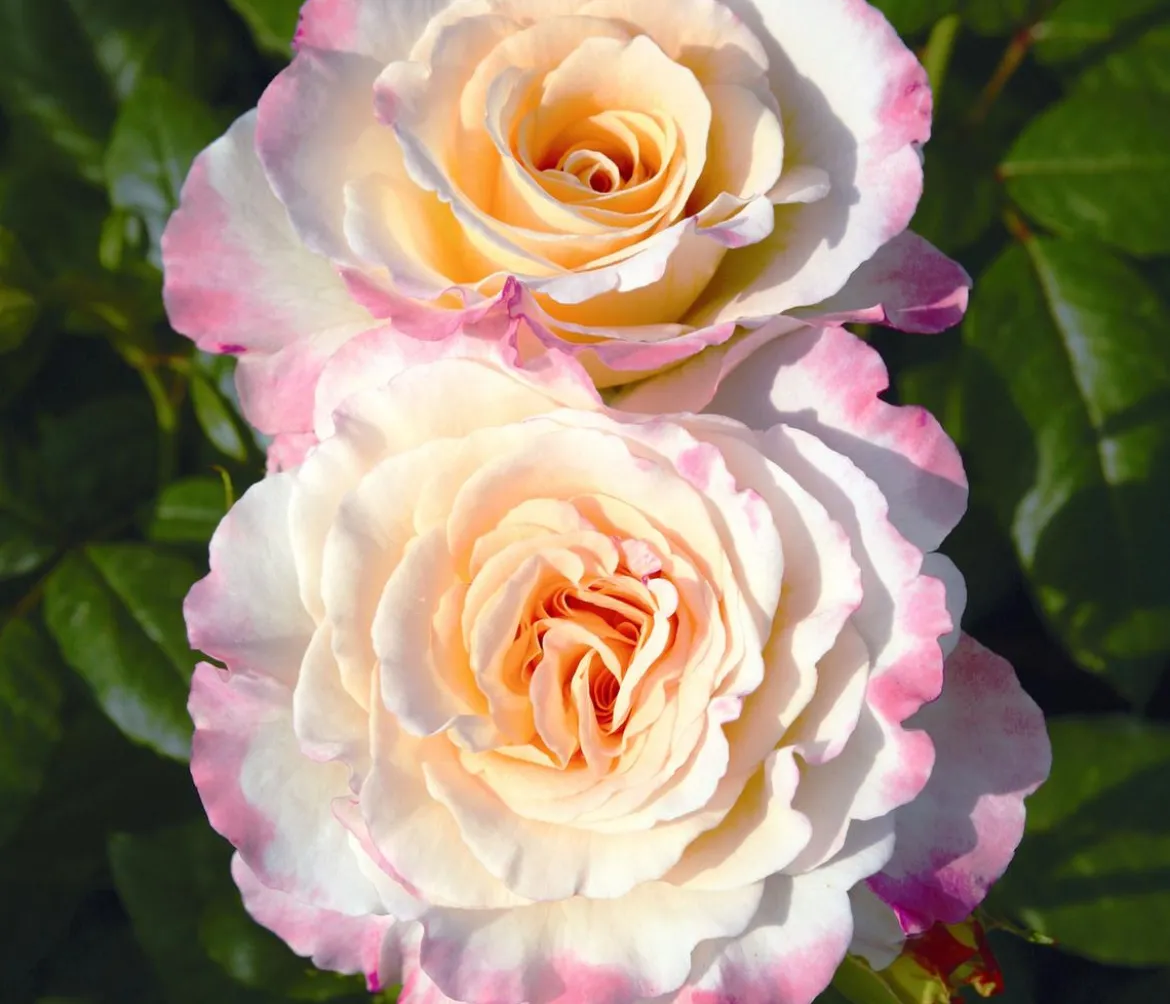 Edelrose 'Aquarell®'