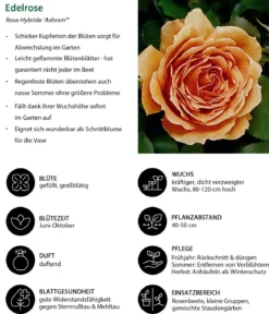 Edelrose 'Ashram®'