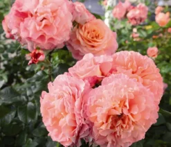Edelrose 'Augusta Luise®'