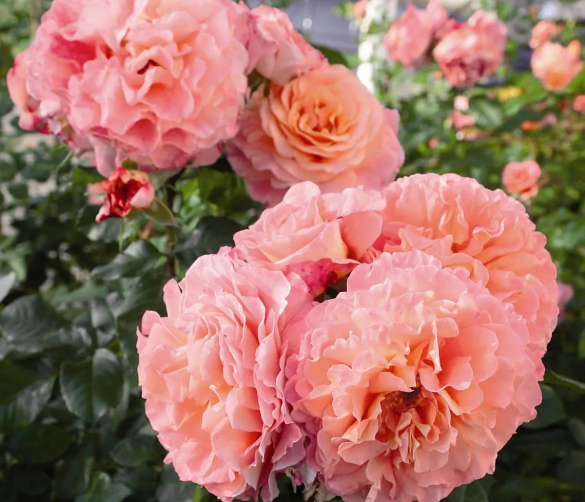 Edelrose 'Augusta Luise®'
