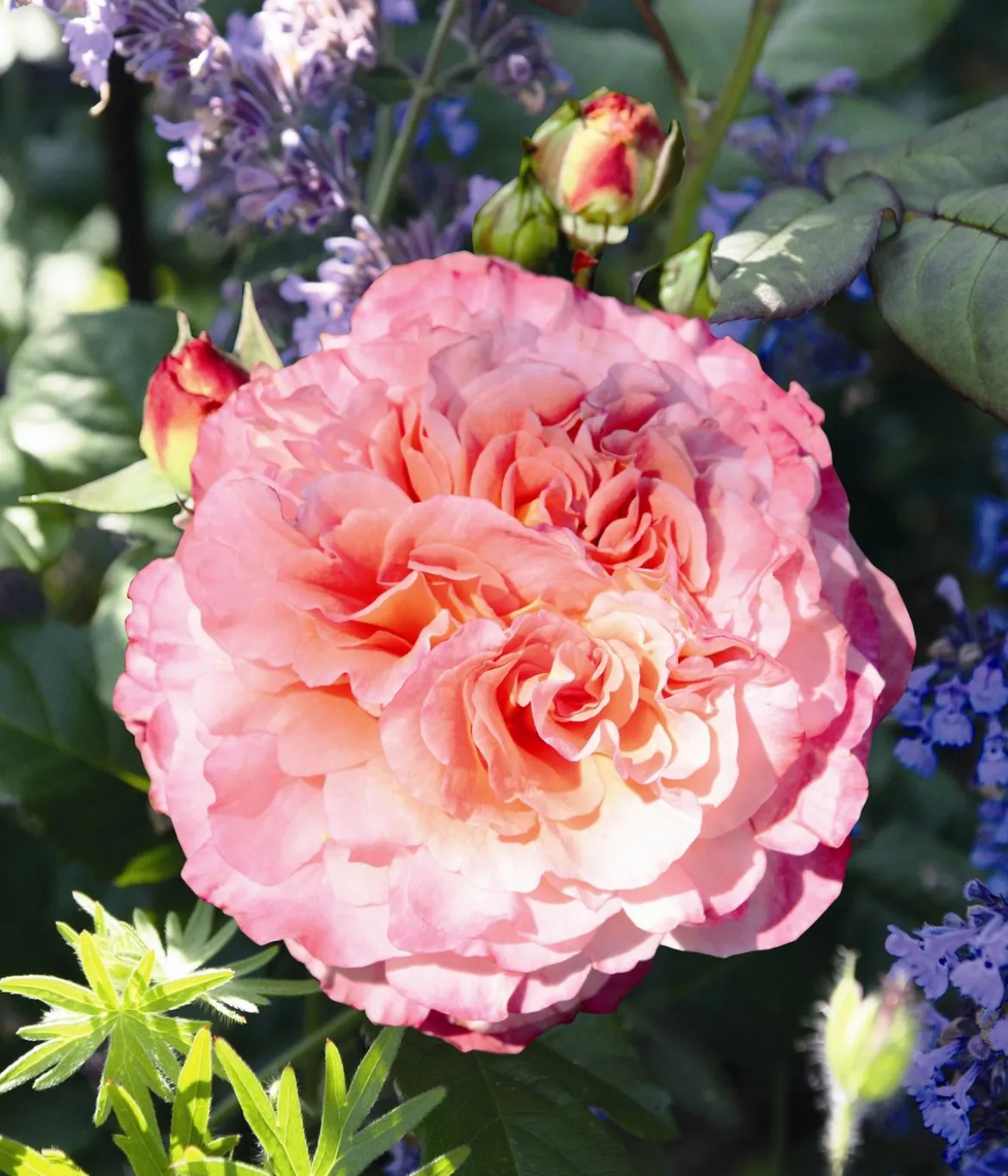 Edelrose 'Augusta Luise®'