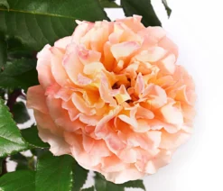 Edelrose 'Augusta Luise®'