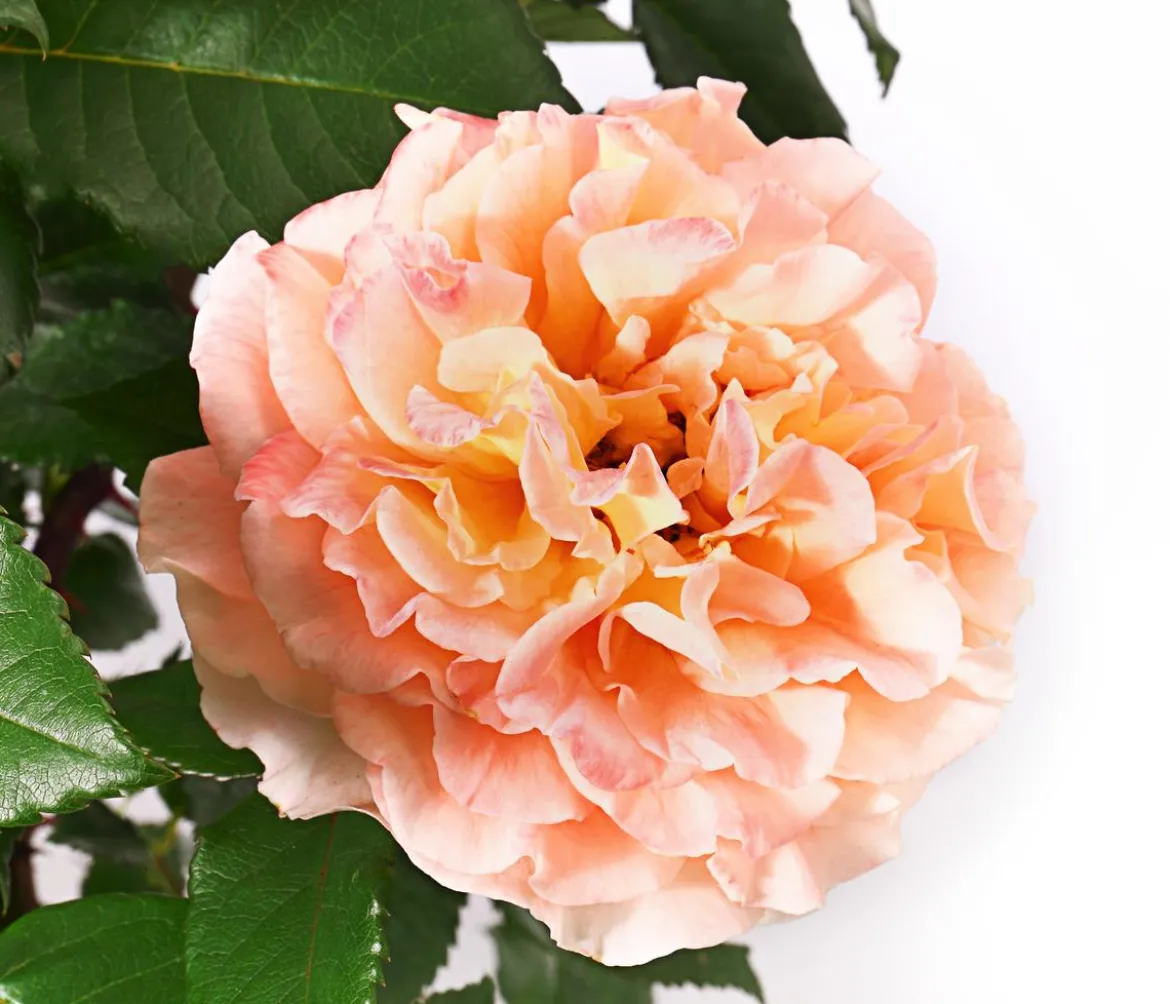 Edelrose 'Augusta Luise®'