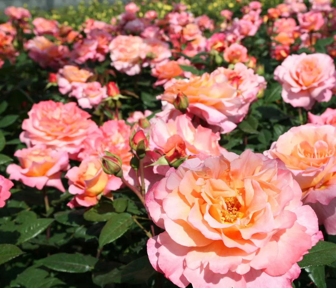 Edelrose 'Augusta Luise®'