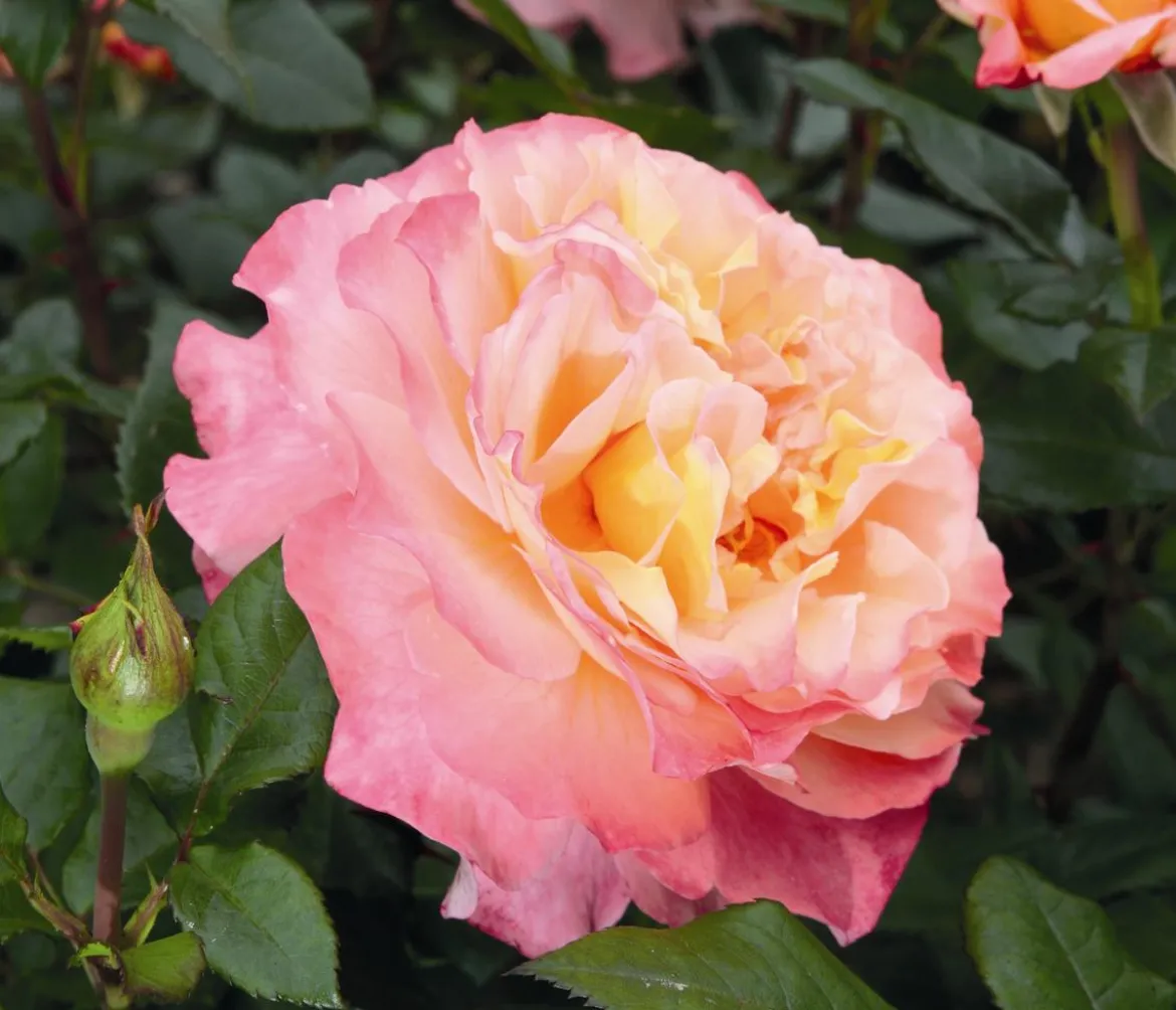Edelrose 'Augusta Luise®'