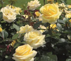 Edelrose 'Avec Amour®'