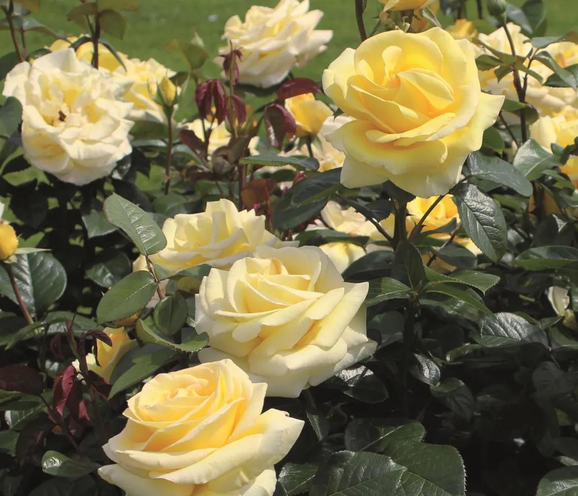 Edelrose 'Avec Amour®'