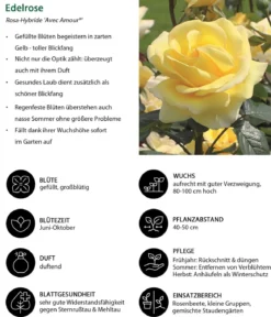 Edelrose 'Avec Amour®'