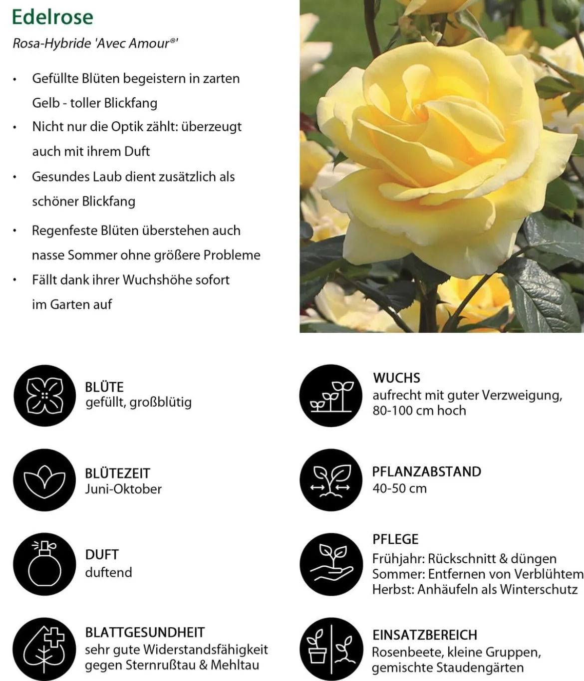 Edelrose 'Avec Amour®'