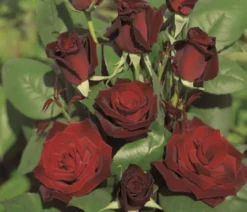 Edelrose 'Barkarole®'