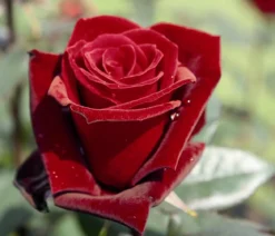Edelrose 'Barkarole®'
