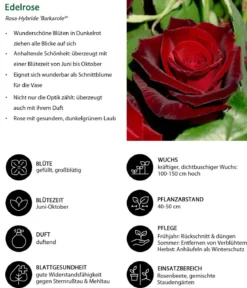 Edelrose 'Barkarole®'