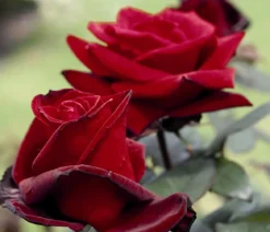 Edelrose 'Barkarole®'