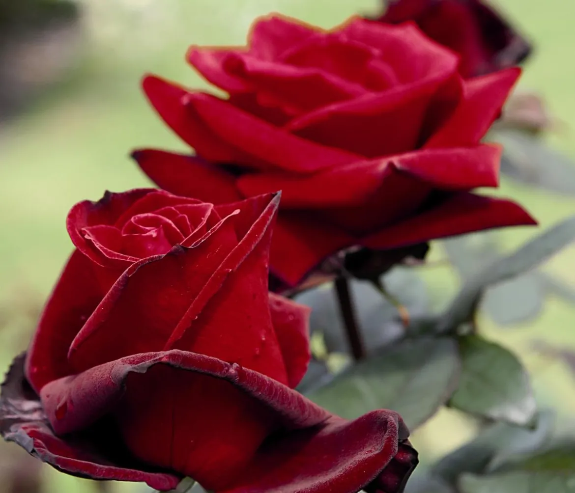 Edelrose 'Barkarole®'