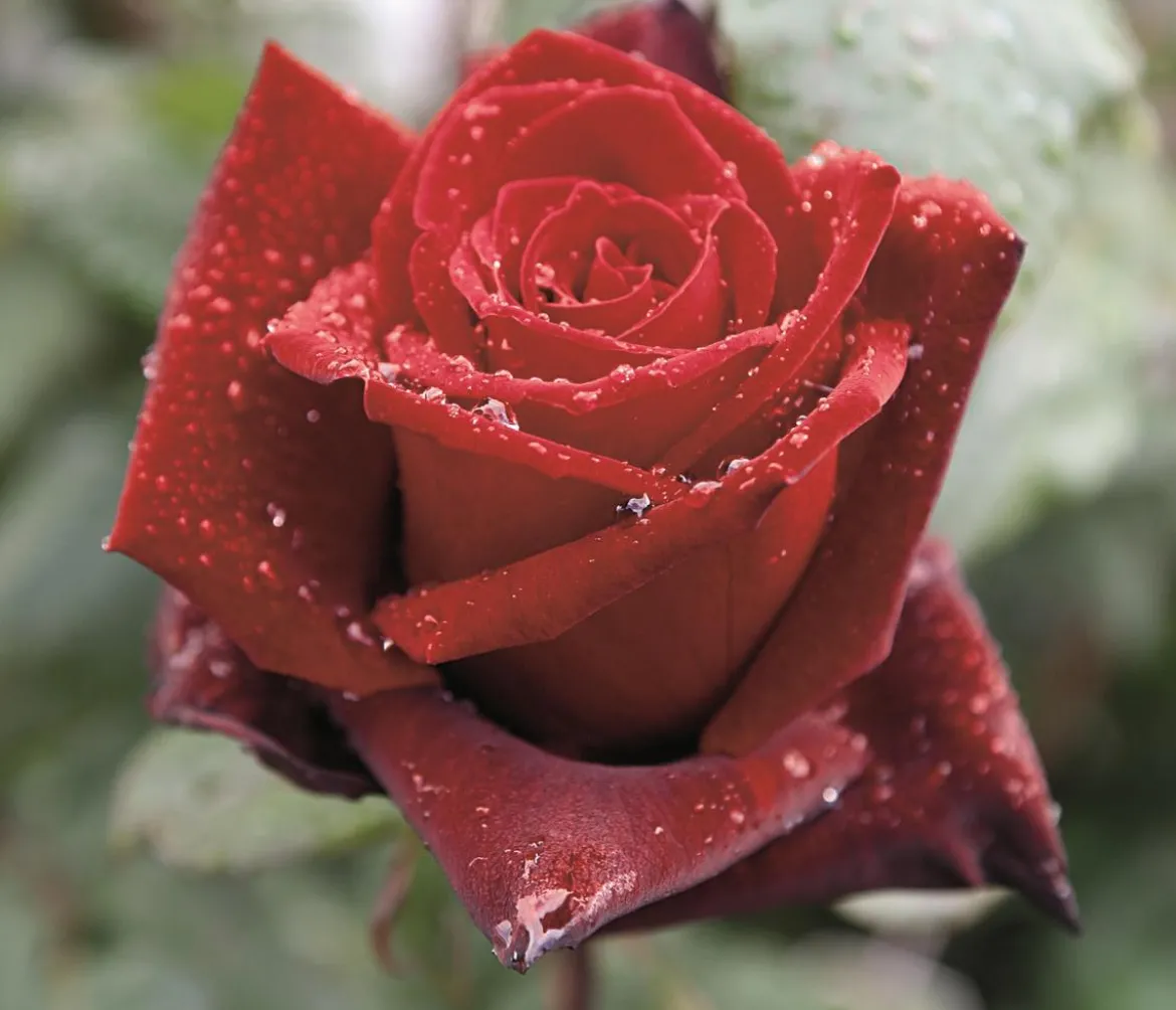 Edelrose 'Barkarole®'