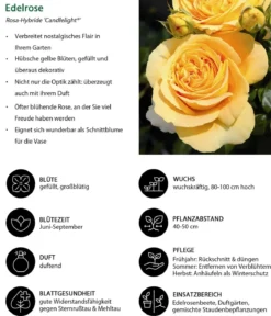 Edelrose 'Candlelight®'