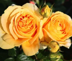 Edelrose 'Candlelight®'