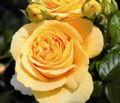 Edelrose 'Candlelight®'