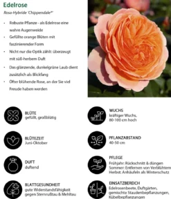 Edelrose 'Chippendale®'