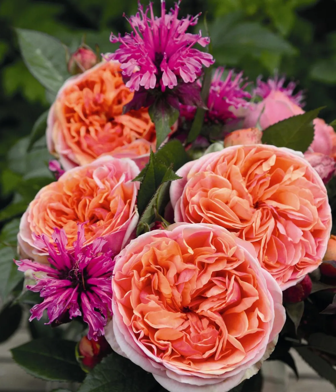 Edelrose 'Chippendale®'