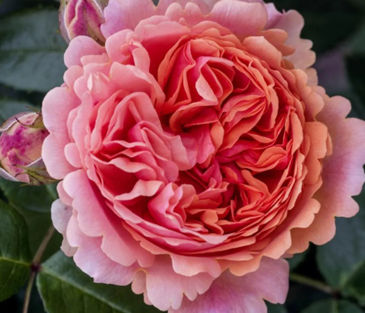 Edelrose 'Chippendale®'