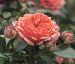 Edelrose 'Chippendale®'