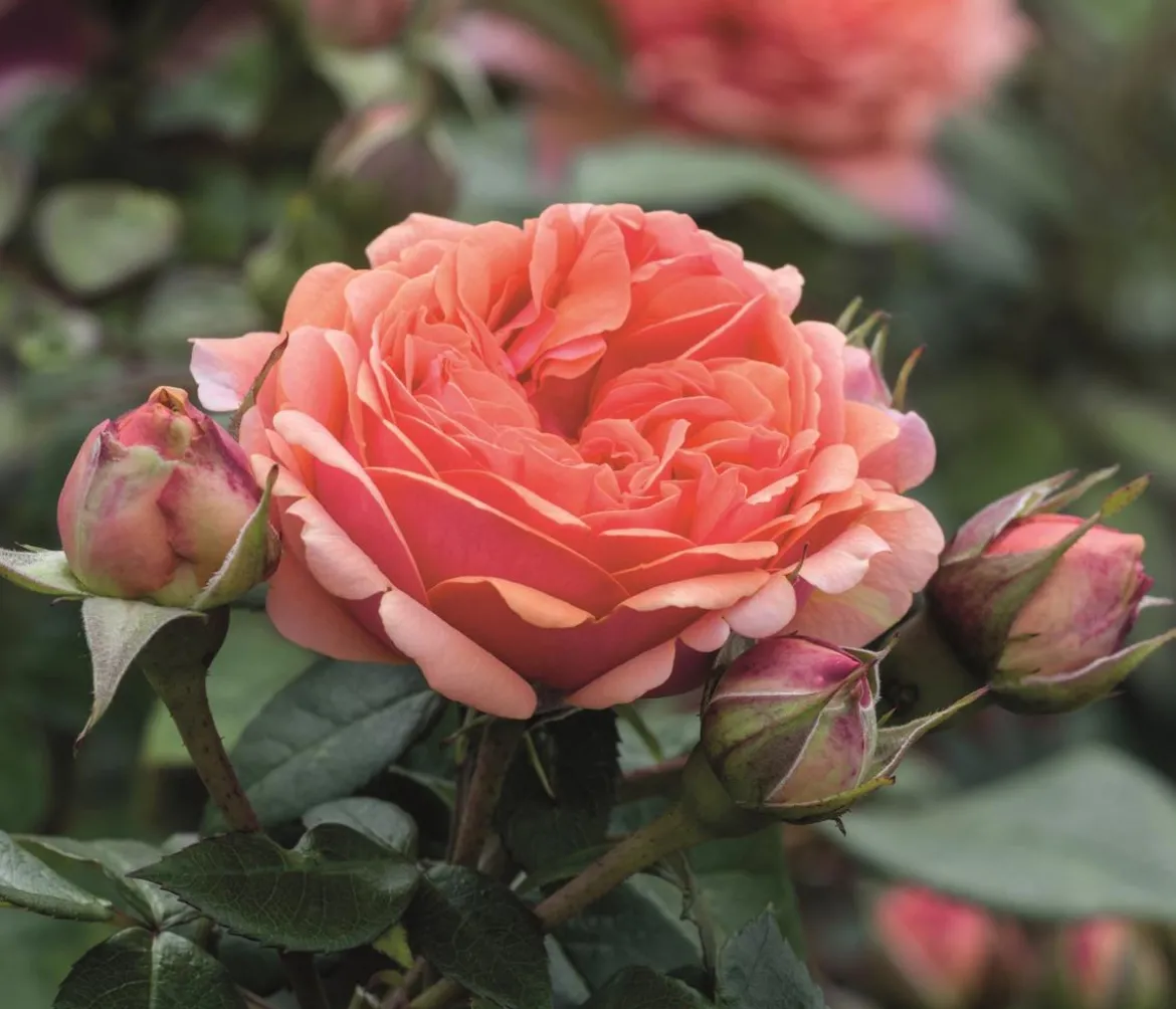 Edelrose 'Chippendale®'