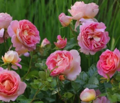 Edelrose 'Dornburger Schlossrose'