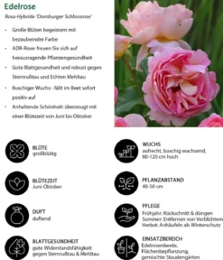 Edelrose 'Dornburger Schlossrose'
