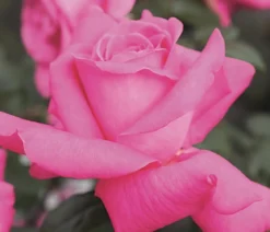 Edelrose 'Duftrausch®'