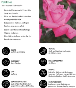 Edelrose 'Duftrausch®'