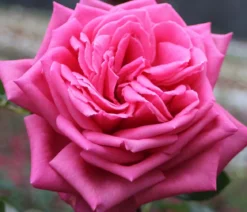 Edelrose 'Duftrausch®'