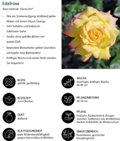 Edelrose 'Gloria Dei®'