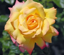 Edelrose 'Gloria Dei®'