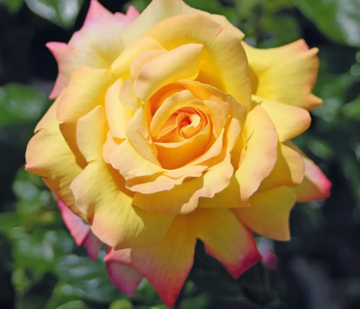 Edelrose 'Gloria Dei®'