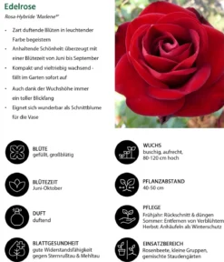 Edelrose 'Marlene®'