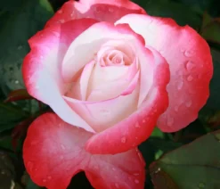 Edelrose 'Nostalgie®'