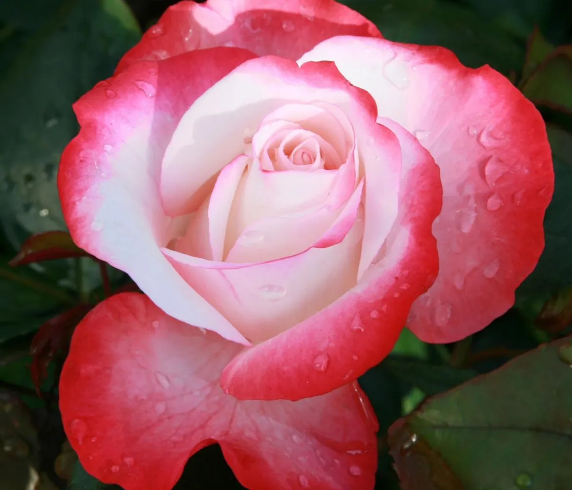 Edelrose 'Nostalgie®'