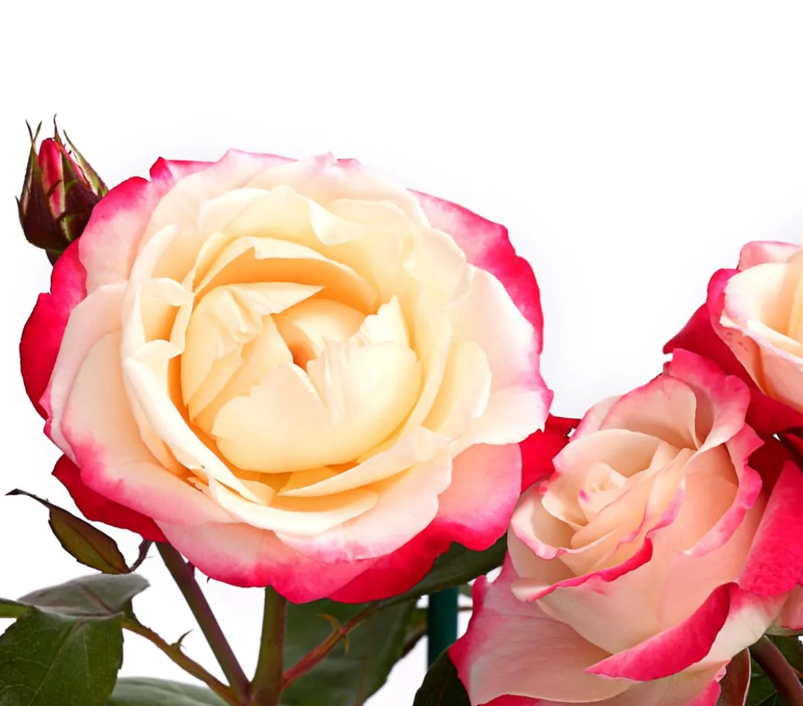Edelrose 'Nostalgie®'