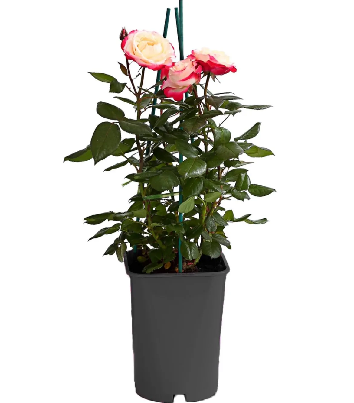 Edelrose 'Nostalgie®'