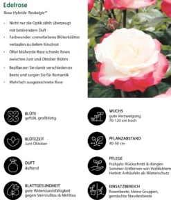 Edelrose 'Nostalgie®'