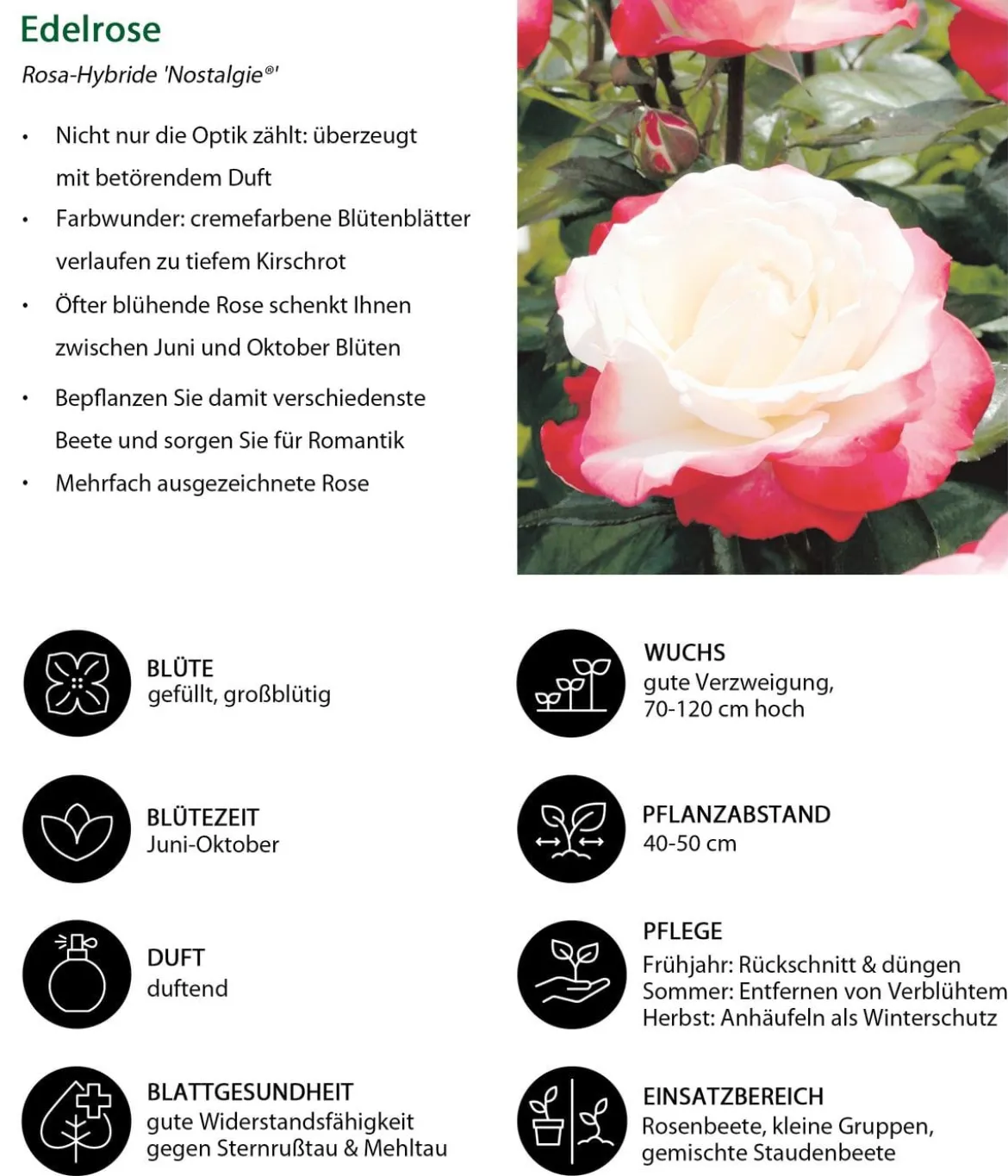 Edelrose 'Nostalgie®'