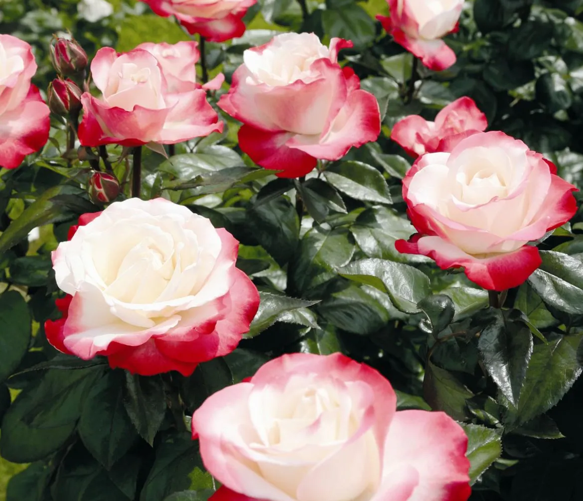 Edelrose 'Nostalgie®'