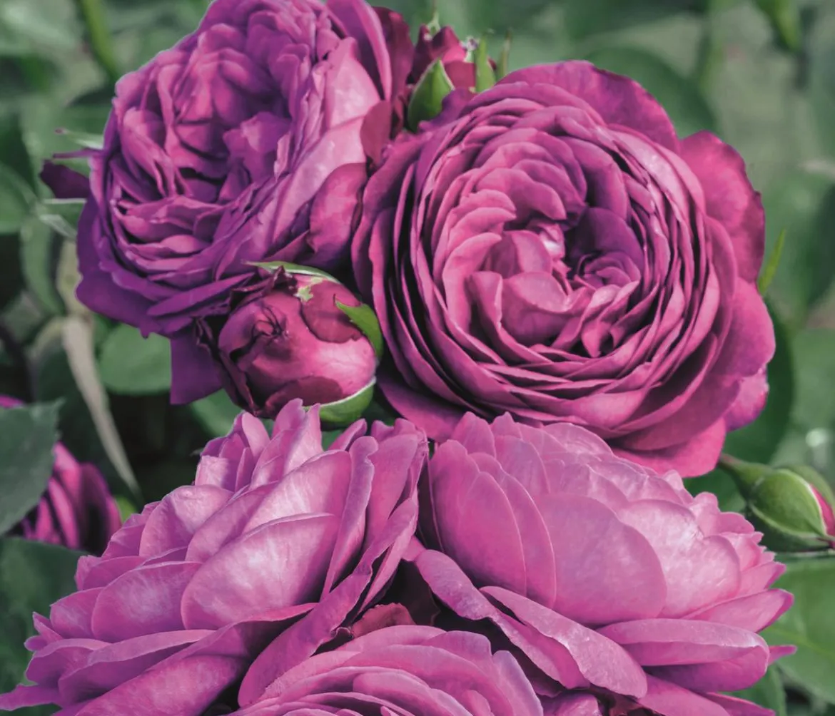 Edelrosen, verschiedene Sorten